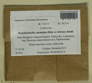 Pseudoleskeella catenulata (Brid. ex Schrad.) Kindb., Гербарий мохообразных, Мхи - Красноярский край, Тыва и Хакасия (B17) (Россия)