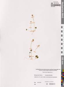 Coptidium lapponicum (L.) Á.Löve & D.Löve, Сибирь, Чукотка и Камчатка (S7) (Россия)