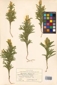 Dendrolycopodium obscurum (L.) A. Haines, Сибирь, Дальний Восток (S6) (Россия)
