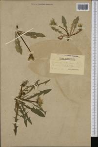 Taraxacum adpressum Dahlst., Западная Европа (EUR) (Швеция)