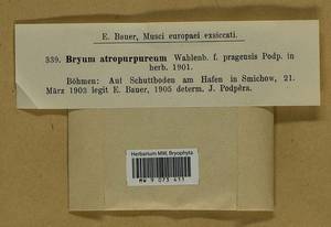 Gemmabryum dichotomum (Hedw.) J.R. Spence & H.P. Ramsay, Гербарий мохообразных, Мхи - Западная Европа (BEu) (Чехия)