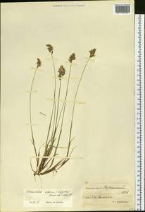 Anthoxanthum monticola (Bigelow) Veldkamp, Сибирь, Чукотка и Камчатка (S7) (Россия)
