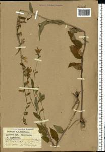 Колокольчик рапунцелевидный L., Восточная Европа, Западный район (E3) (Россия)