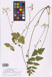 Бедренец большой (L.) Huds., Восточная Европа, Северо-Западный район (E2) (Россия)