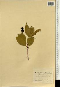 Cinnamomum yabunikkei H.Ohba, Зарубежная Азия (ASIA) (Япония)