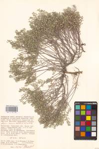 Odontarrhena tortuosa subsp. tortuosa, Восточная Европа, Нижневолжский район (E9) (Россия)