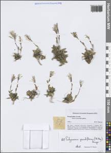 Толстожильник крупноцветковый (C.A.Mey.) Bunge, Сибирь, Алтай и Саяны (S2) (Россия)