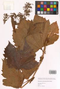 Таволга камчатская (Pall.) Maxim., Сибирь, Чукотка и Камчатка (S7) (Россия)