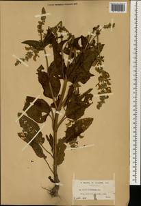 Salvia algeriensis Desf., Африка (AFR) (Алжир)
