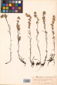 Сушеница лесная (L.) Sch. Bip. & F. W. Schultz, Восточная Европа, Восточный район (E10) (Россия)