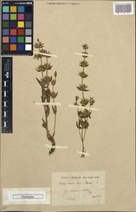 Stachys pilifera subsp. ixodes (Boiss. & Hausskn.) Salmaki, Зарубежная Азия (ASIA) (Иран)