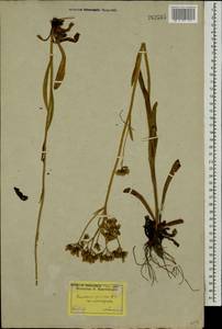 Pilosella echioides subsp. echioides, Восточная Европа, Северо-Западный район (E2) (Россия)