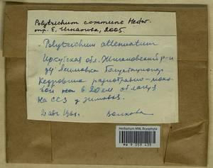 Polytrichum commune Hedw., Гербарий мохообразных, Мхи - Прибайкалье и Забайкалье (B18) (Россия)