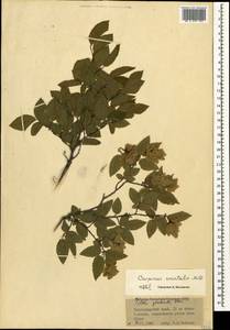 Граб восточный, Грабинник Mill., Кавказ, Краснодарский край и Адыгея (K1a) (Россия)