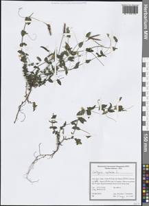 Чина безлисточковая L., Зарубежная Азия (ASIA) (Иран)