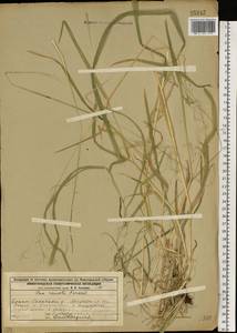 Мятлик расставленный Forselles, Восточная Европа, Волжско-Камский район (E7) (Россия)