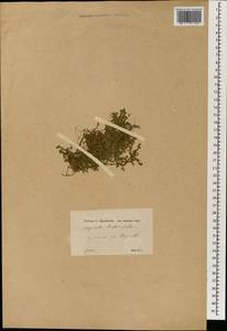 Selaginella denticulata (L.) Spring, Зарубежная Азия (ASIA) (Сирия)