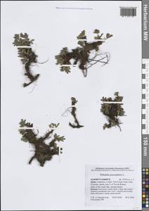 Сиббальдия распростертая, Сиббальдия лежачая L., Западная Европа (EUR) (Испания)