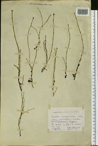 Хвощ пестрый Schleich. ex F.Weber & D.Mohr, Сибирь, Западный (Казахстанский) Алтай (S2a) (Казахстан)