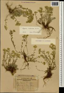 Odontarrhena tortuosa subsp. tortuosa, Кавказ, Армения (K5) (Армения)