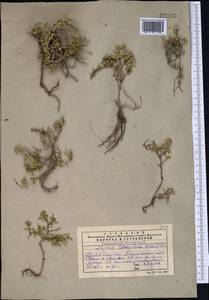 Чабрец Кочи Boiss. & Hohen., Средняя Азия и Казахстан, Западный Тянь-Шань и Каратау (M3) (Казахстан)