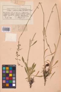 Смолевка зеленоцветковая (Willd.) Ehrh., Восточная Европа, Восточный район (E10) (Россия)