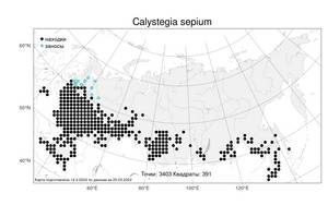 Calystegia sepium, Повой заборный (L.) R. Br., Атлас флоры России (FLORUS) (Россия)