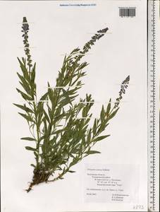 Истод хохлатый Schkuhr, Восточная Европа, Центральный район (E4) (Россия)