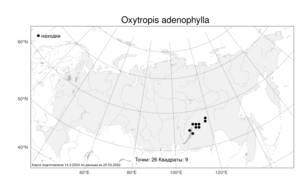 Oxytropis adenophylla, Остролодочник железистолистный Popov, Атлас флоры России (FLORUS) (Россия)