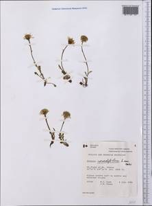Packera cymbalaria (Pursh) W. A. Weber & Á. Löve, Америка (AMER) (Канада)