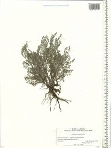 Artemisia caerulescens subsp. caerulescens, Восточная Европа, Московская область и Москва (E4a) (Россия)