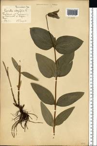 Ломонос цельнолистный L., Восточная Европа, Центральный лесостепной район (E6) (Россия)