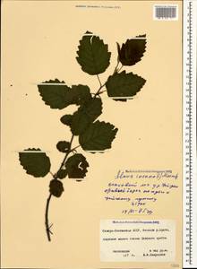 Ольха серая (L.) Moench, Кавказ, Северная Осетия, Ингушетия и Чечня (K1c) (Россия)