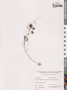 Лютик волосолистный, Шелковник волосолистный Chaix, Сибирь, Чукотка и Камчатка (S7) (Россия)