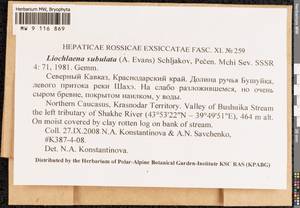 Liochlaena subulata (A. Evans) Schljakov, Гербарий мохообразных, Мхи - Северный Кавказ и Предкавказье (B12) (Россия)