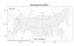 Hyoscyamus albus, Белена белая L., Атлас флоры России (FLORUS) (Россия)