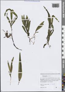 Рдест альпийский Balb., Сибирь, Прибайкалье и Забайкалье (S4) (Россия)