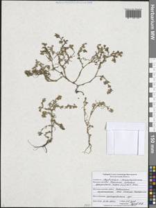 Торичник красный (L.) J.Presl & C.Presl, Восточная Европа, Центральный лесостепной район (E6) (Россия)