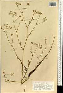 Тмин обыкновенный L., Монголия (MONG) (Монголия)