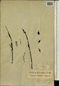 Moquiniella rubra (Spreng.fil.) Balle, Африка (AFR) (ЮАР)
