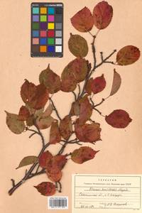 Prunus nipponica var. kurilensis (Miyabe) E. H. Wilson, Сибирь, Дальний Восток (S6) (Россия)