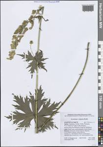 Aconitum lycoctonum subsp. vulparia (Rchb.) Nyman, Западная Европа (EUR) (Испания)
