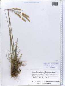 Koeleria macrantha subsp. macrantha, Восточная Европа, Средневолжский район (E8) (Россия)