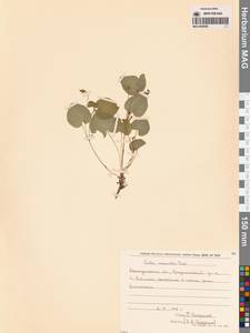 Фиалка Морица Tepl., Сибирь, Чукотка и Камчатка (S7) (Россия)