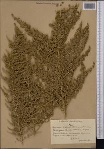 Caroxylon dendroides (Pall.) Tzvelev, Средняя Азия и Казахстан, Западный Тянь-Шань и Каратау (M3) (Киргизия)