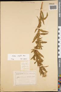 Achillea salicifolia subsp. salicifolia, Восточная Европа, Центральный лесостепной район (E6) (Россия)