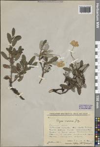 Дриада клейкая (Juz.) Hultén, Сибирь, Якутия (S5) (Россия)