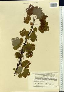 Ribes spicatum subsp. hispidulum (Jancz.) L. Hämet-Ahti, Сибирь, Центральная Сибирь (S3) (Россия)