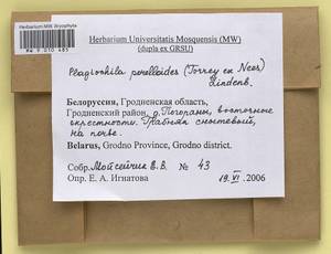Plagiochila porelloides (Torr. ex Nees) Lindenb., Гербарий мохообразных, Мхи - Белоруссия (B2) (Белоруссия)