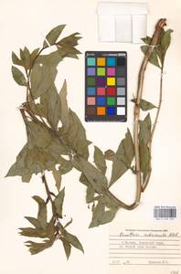Oenothera × rubricaulis Kleb., Восточная Европа, Московская область и Москва (E4a) (Россия)